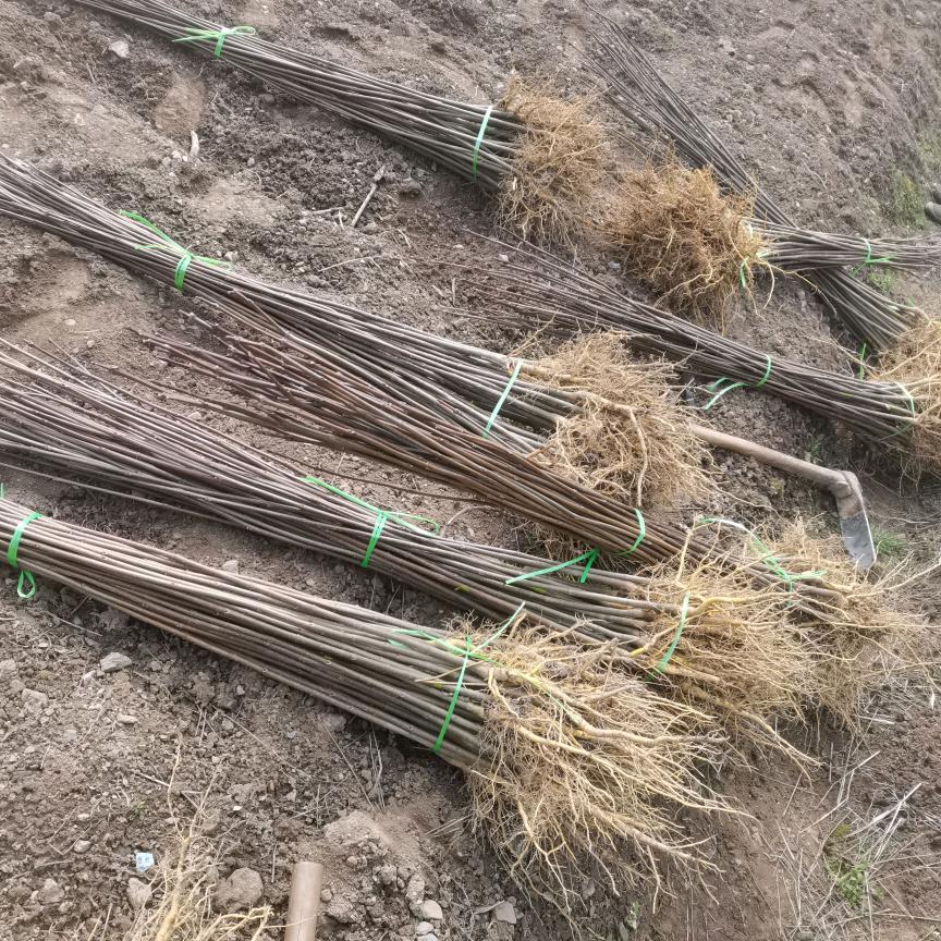 鹤峰苗木合作社