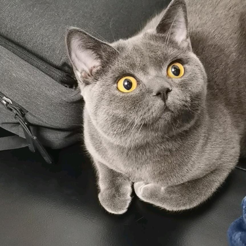 大叔又要疯了•᷄ࡇ•᷅