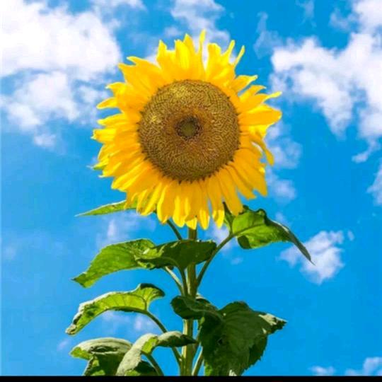 🌷太阳🌷