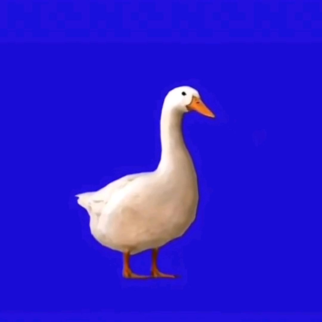 gander