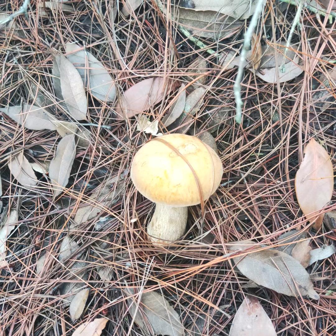 漫天落叶