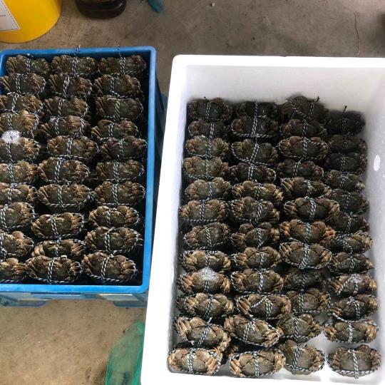 老九水产大闸蟹