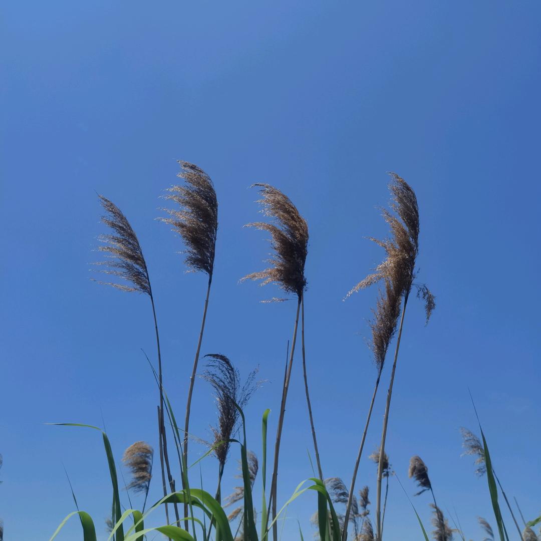 涛声依旧读写唱