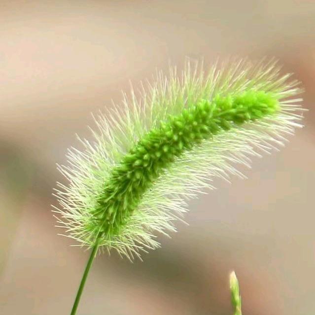 ℳঞᩚᝰღ午এ꧔ꦿ᭄࿐