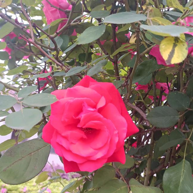 静听花开