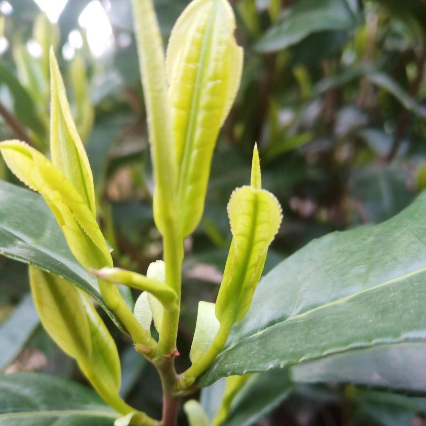 笋虫与白茶
