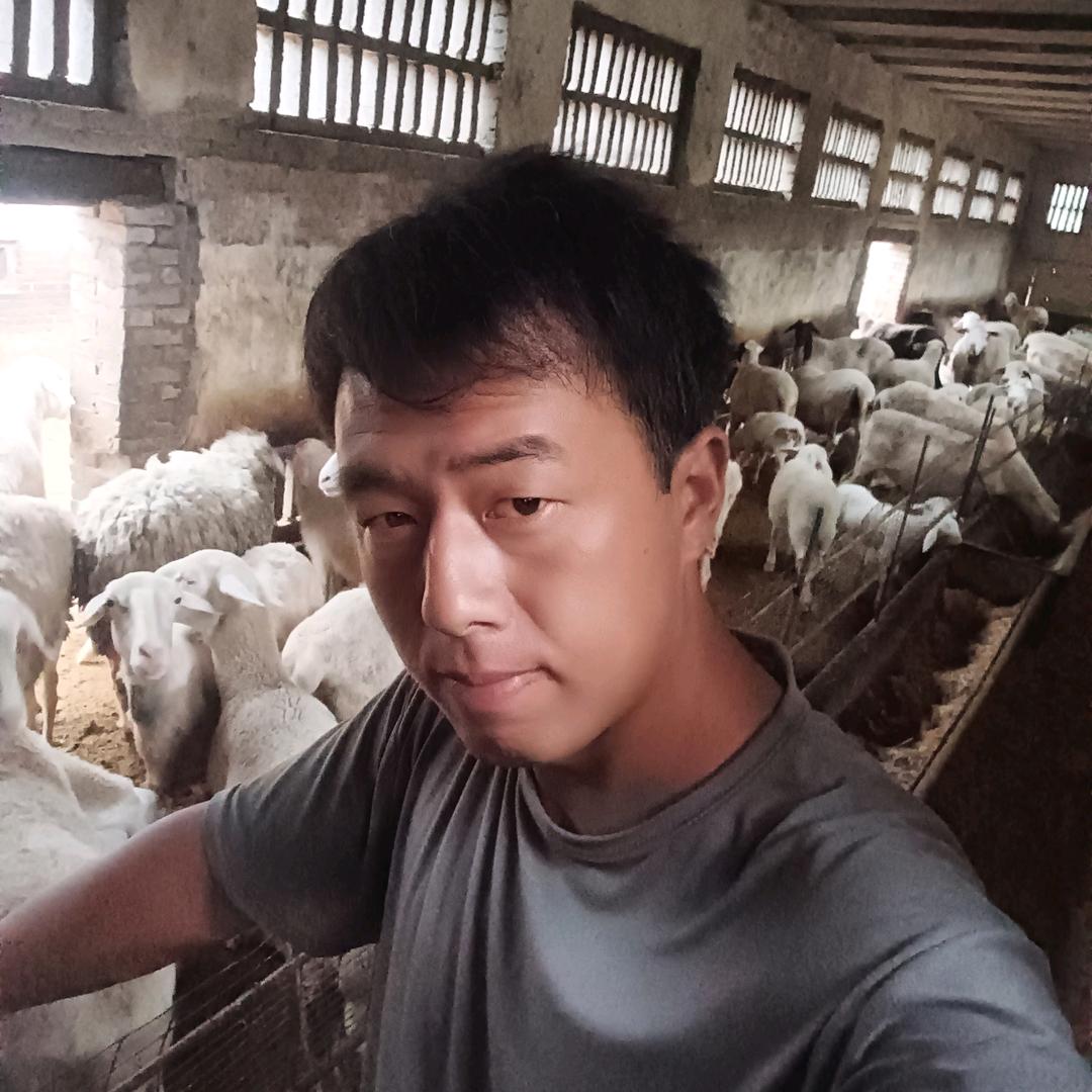 好好喂羊  挣钱