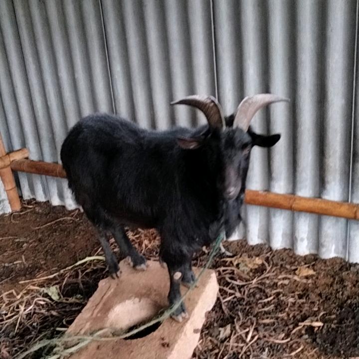 @小藍家的黑山羊