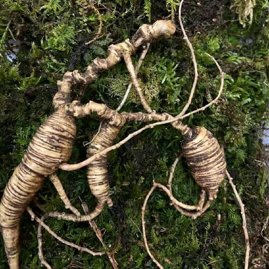 长白山聚合参业