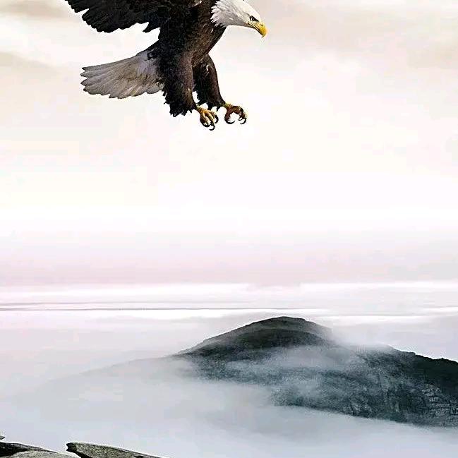 鹰没人鼓掌，也在飞翔！！