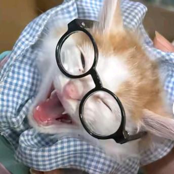 冻成冰狗消消乐