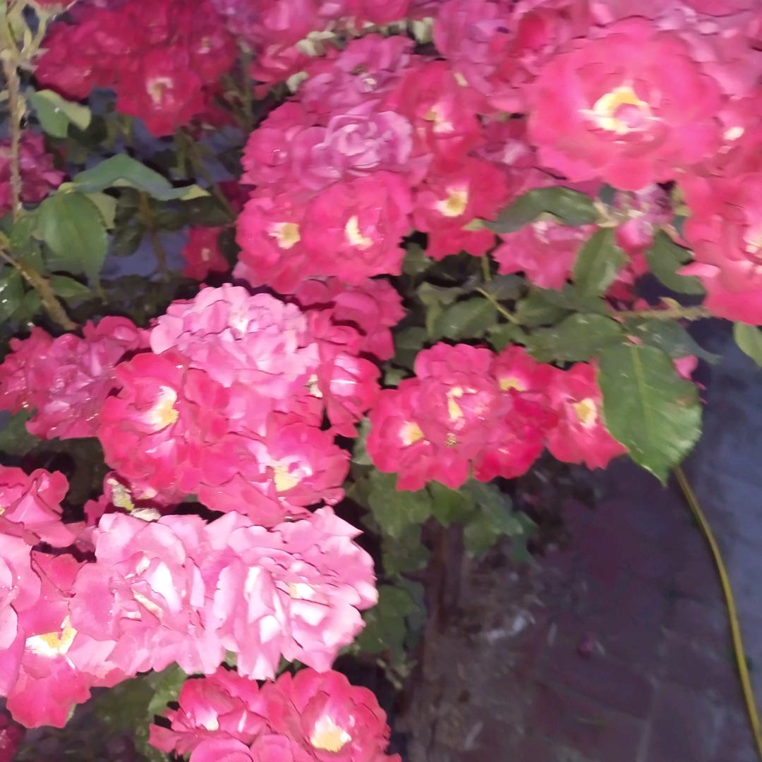 刘淑芳