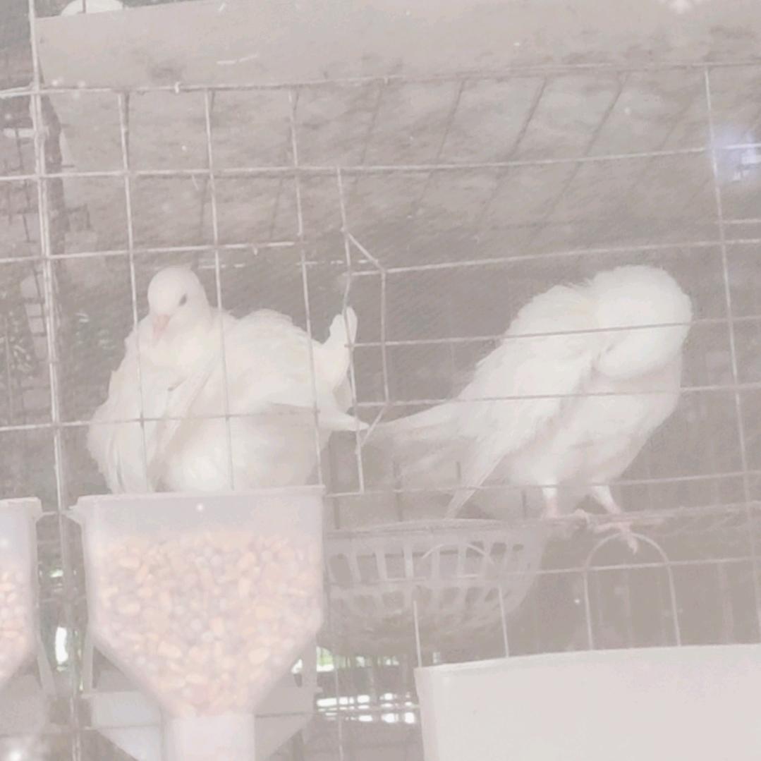 米玛思双肌鸽养殖，鸡媒用品，鸡媒，媒呸