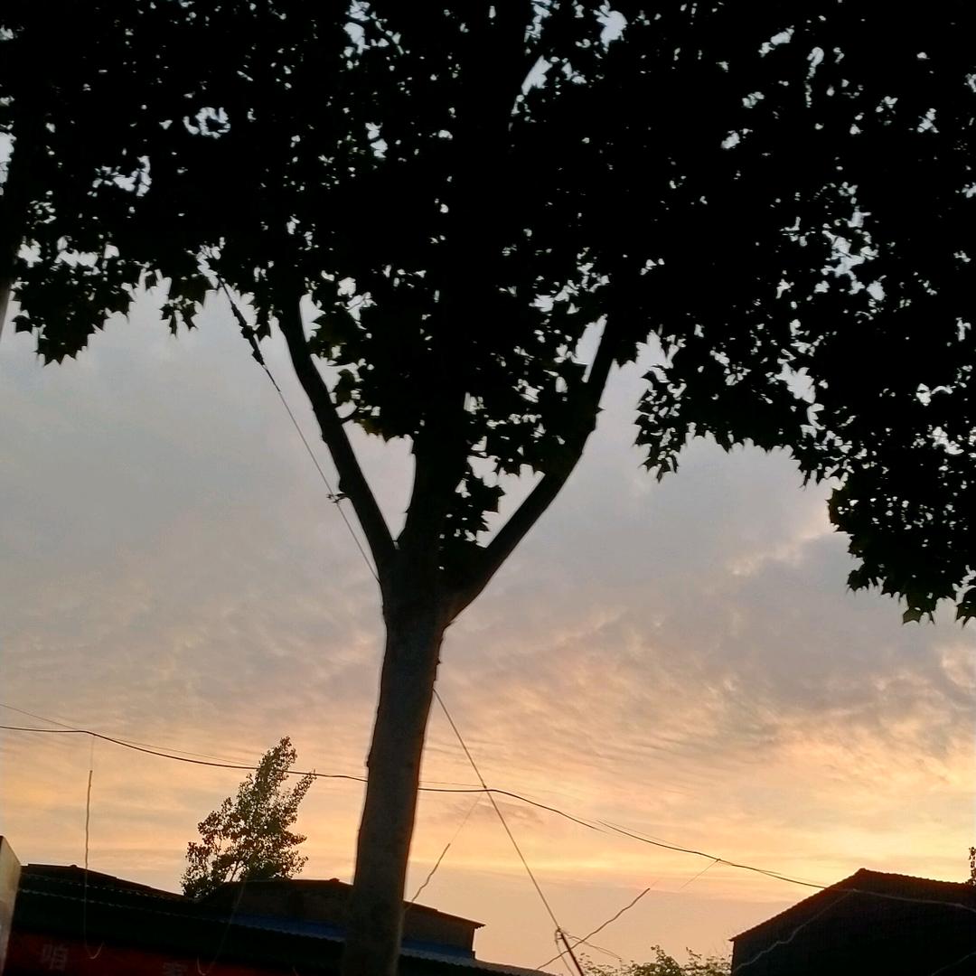 悦悦
