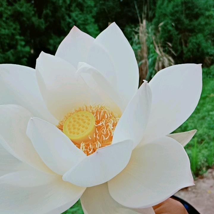 天使的眼泪