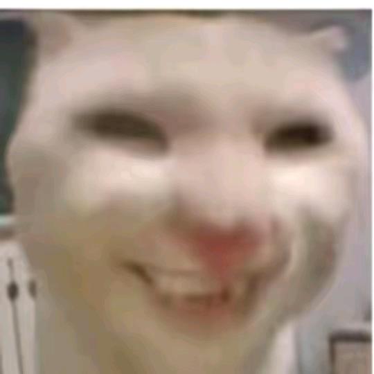 可爱的喵桑(禁欲)_(:зゝ∠)_