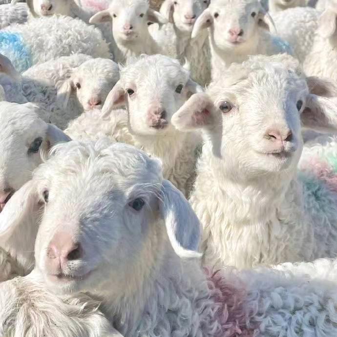 红心工匠开派对