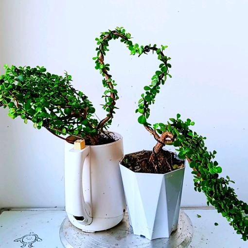 芳草爱养花