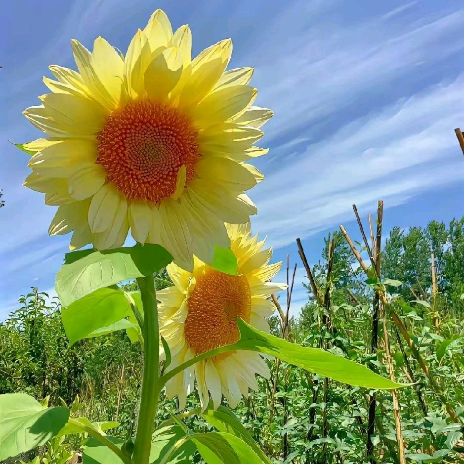 东平千佰莉鞋    梅梅