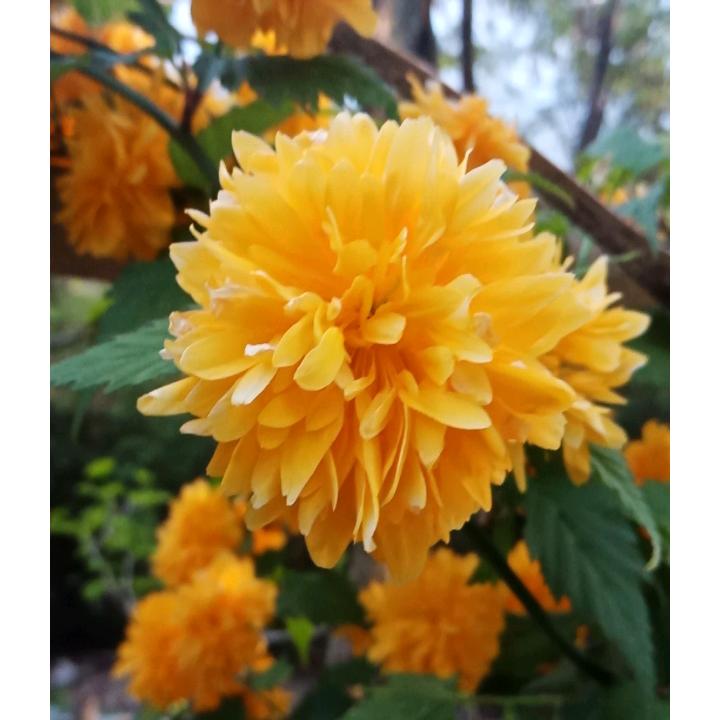 我是一个单亲爸爸，唐！！