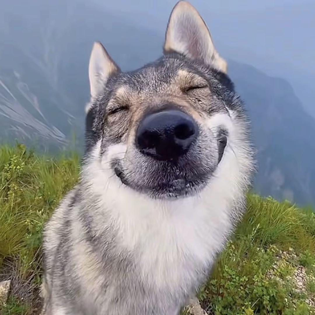 狼哥