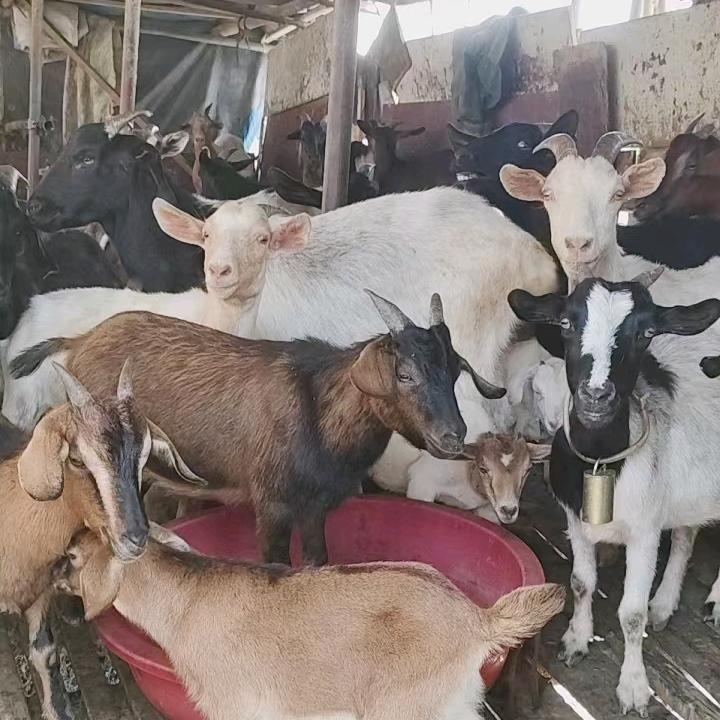 刘德奇