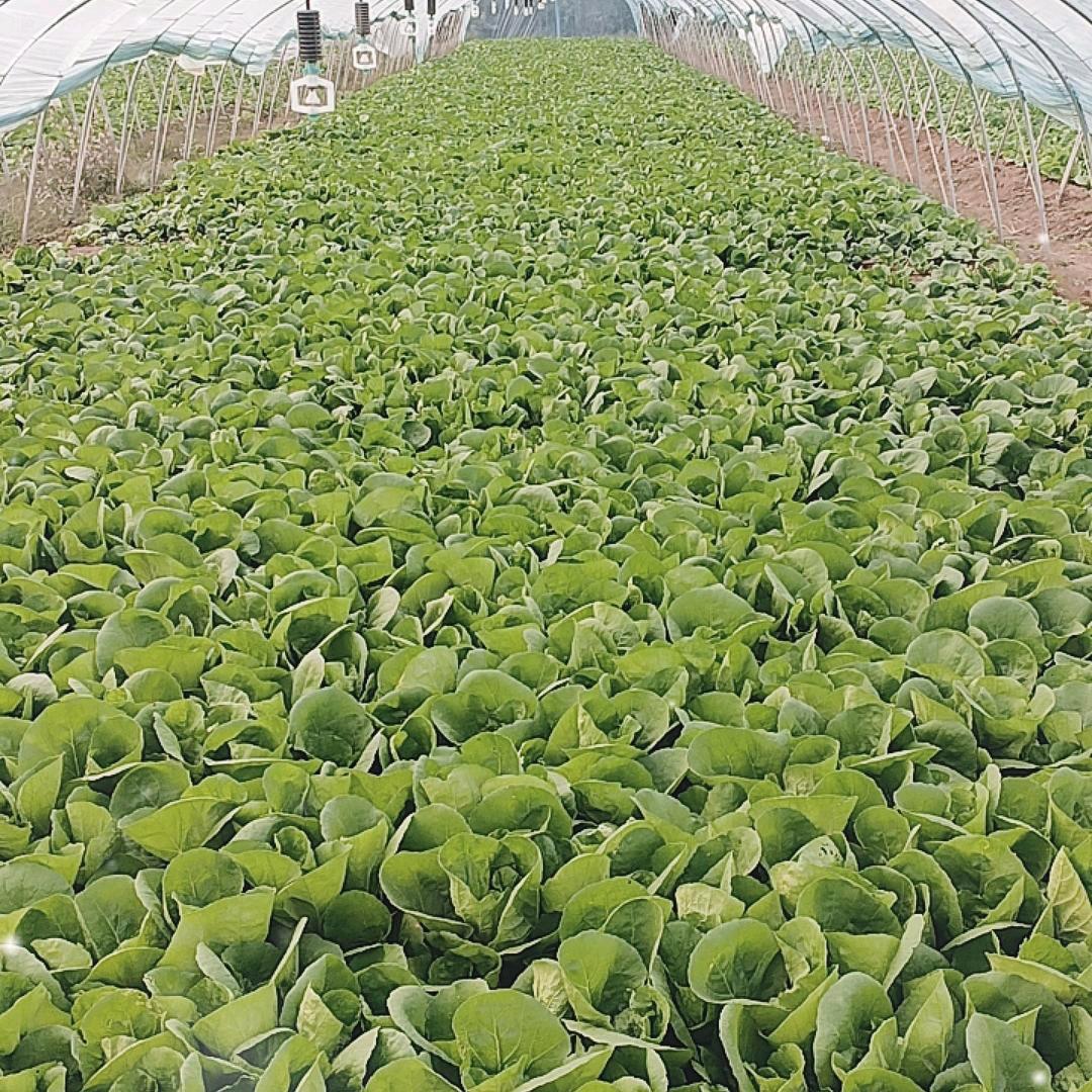 叶菜小哥