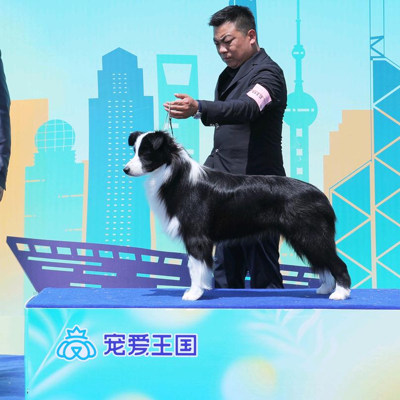 白银边牧