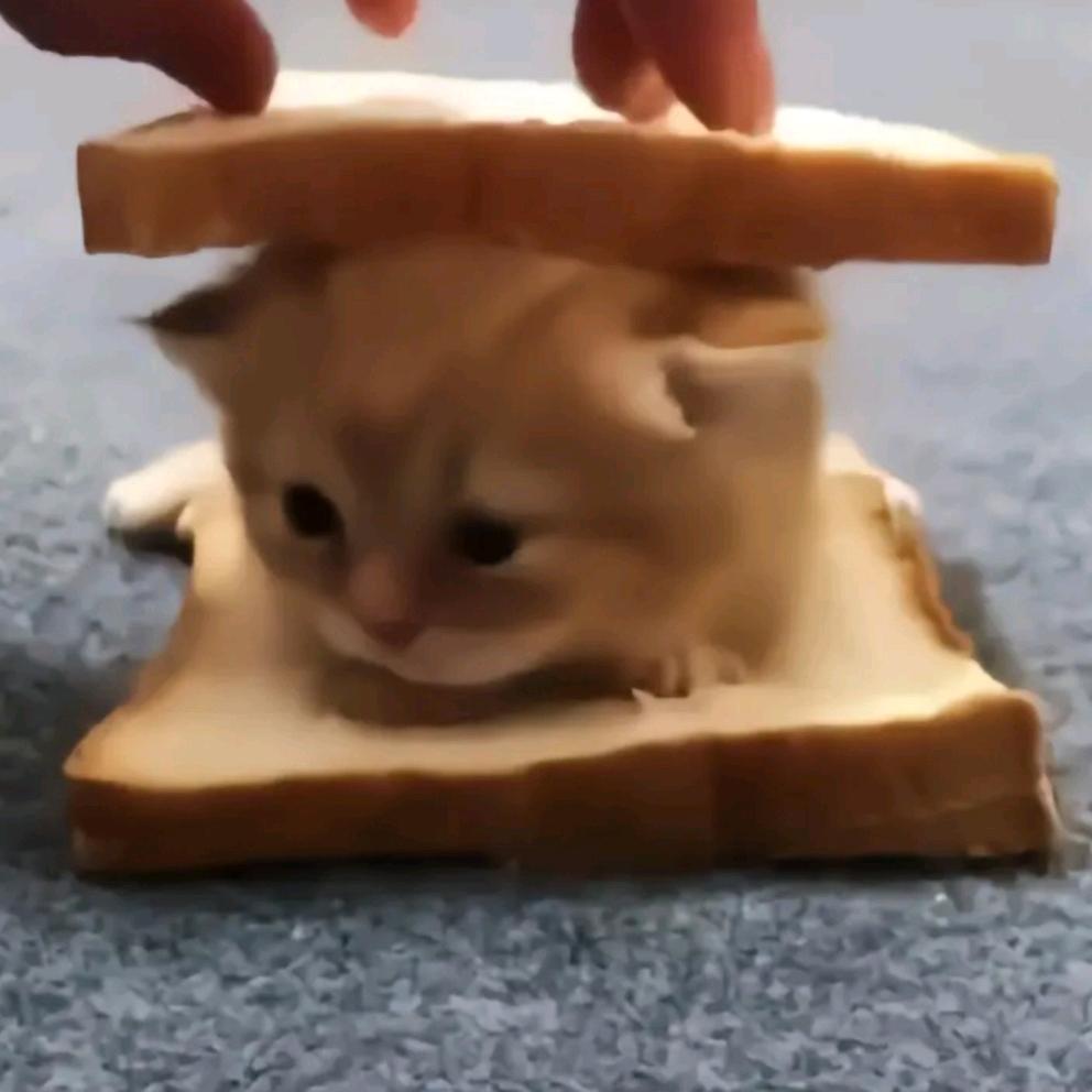 起司小猫