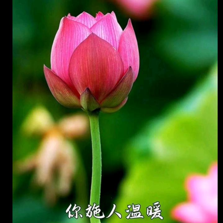 好运久久💖🌺