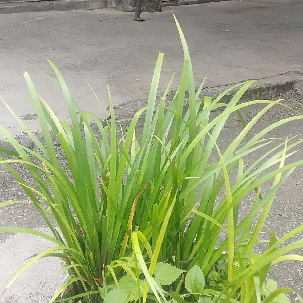 阳光