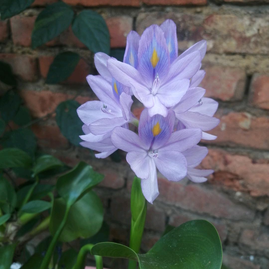 ঞᩚ᭄越来☘️越好ঞᩚ᭄