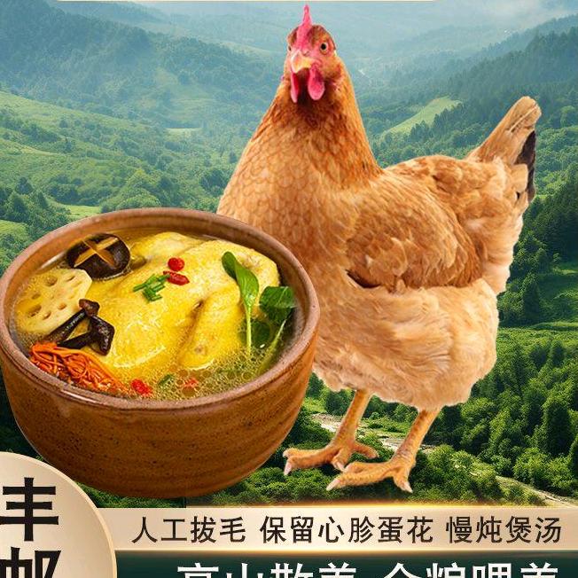 朝霞散养溜达鸡