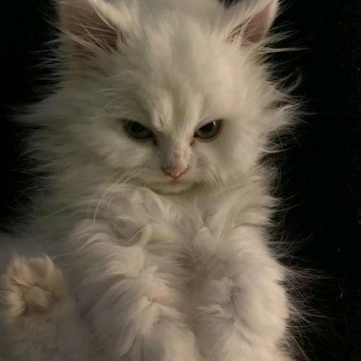 多云转大荒星陨