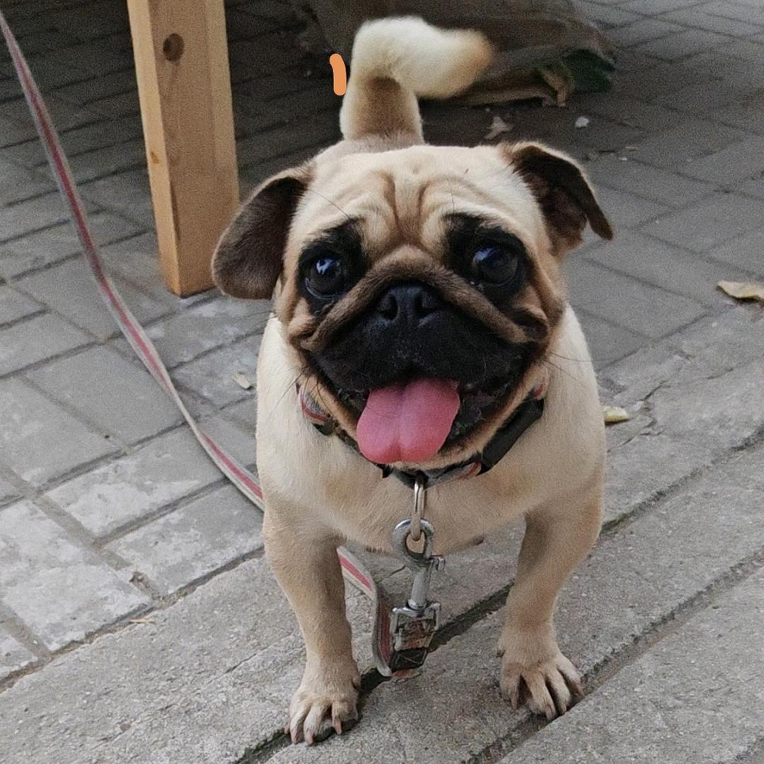 萌宠巴哥犬