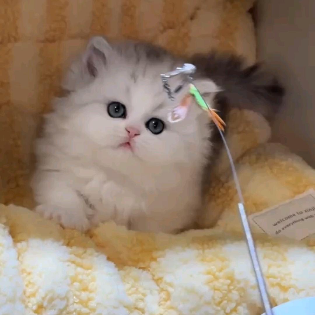 奶茶的喵直播号