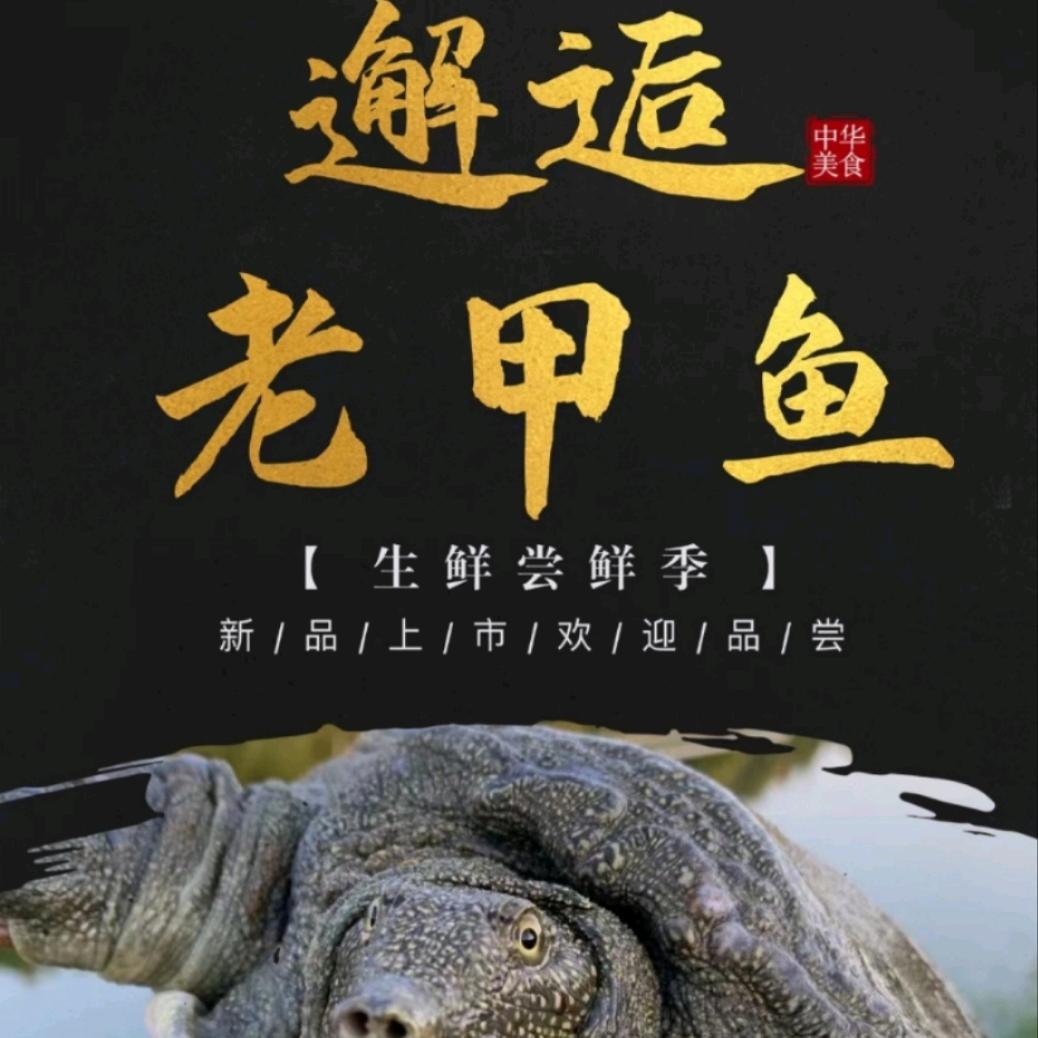 蒋亮水产八年老甲鱼直供