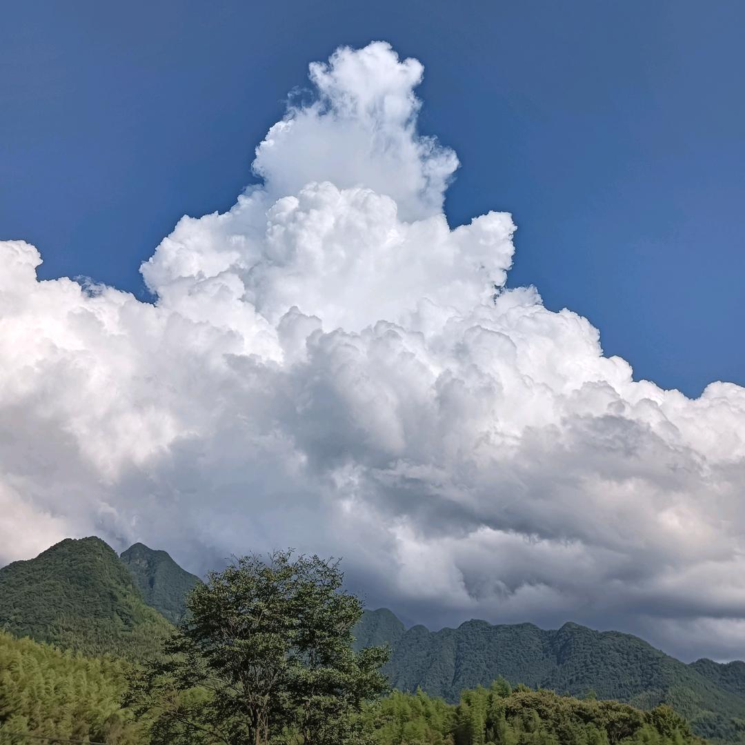 江哥（茶叶零售）