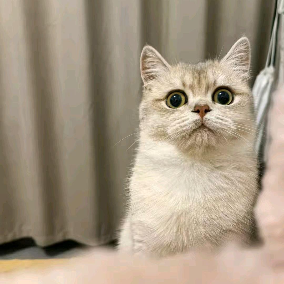 明月姐