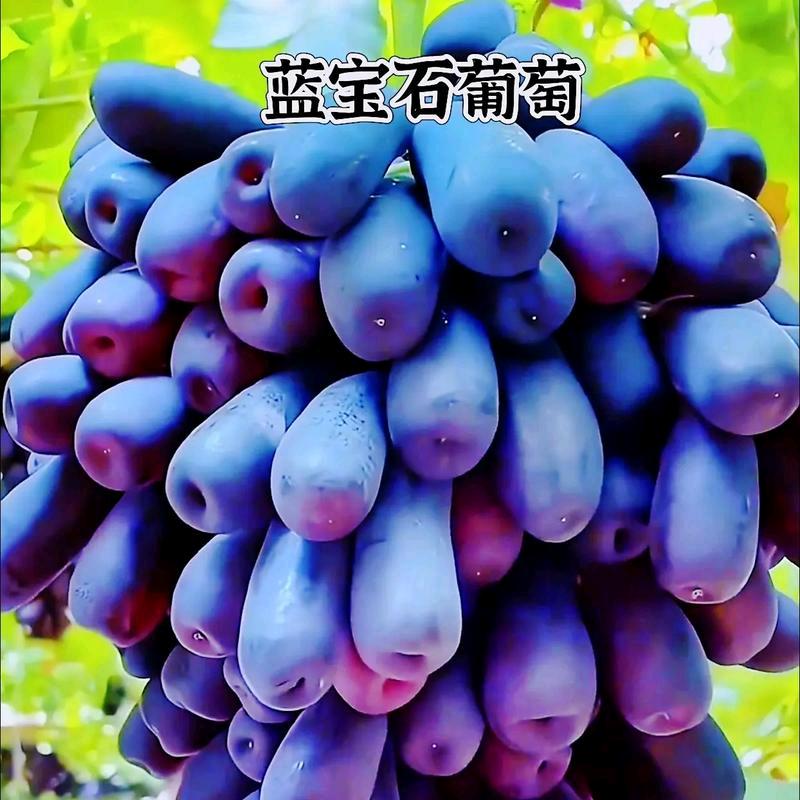 鲜鲜葡萄园