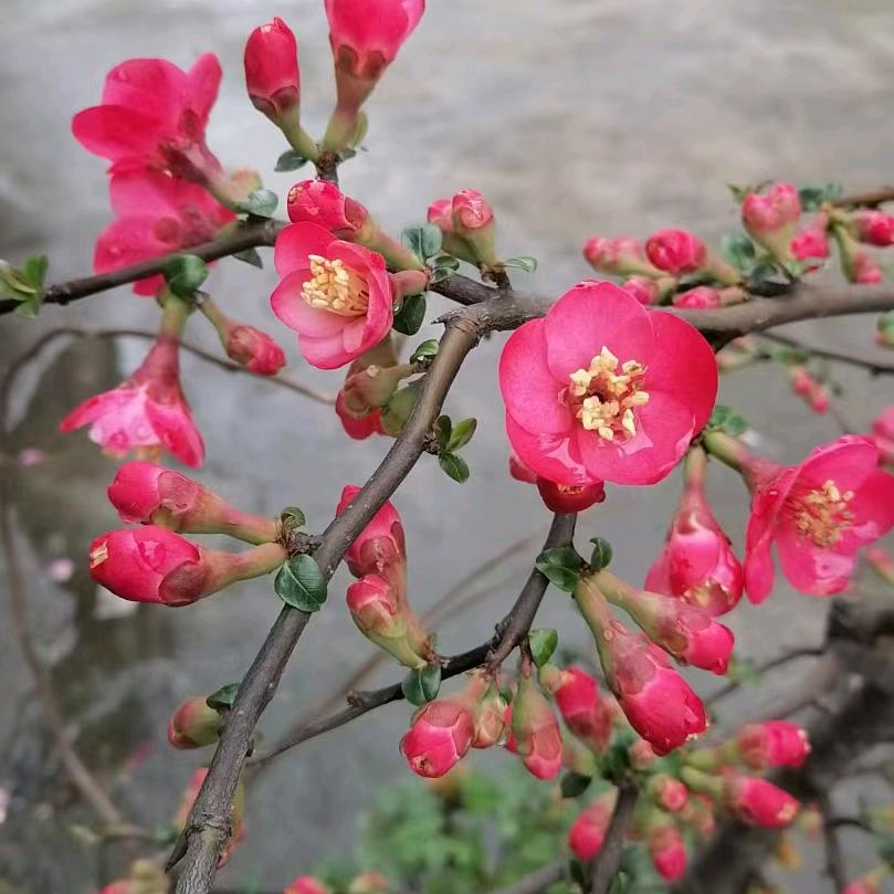 梦想成真