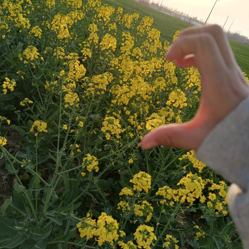 🌸花🌸