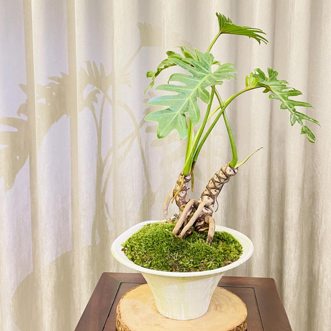 深圳南山区芝兰绿植店（学姐）