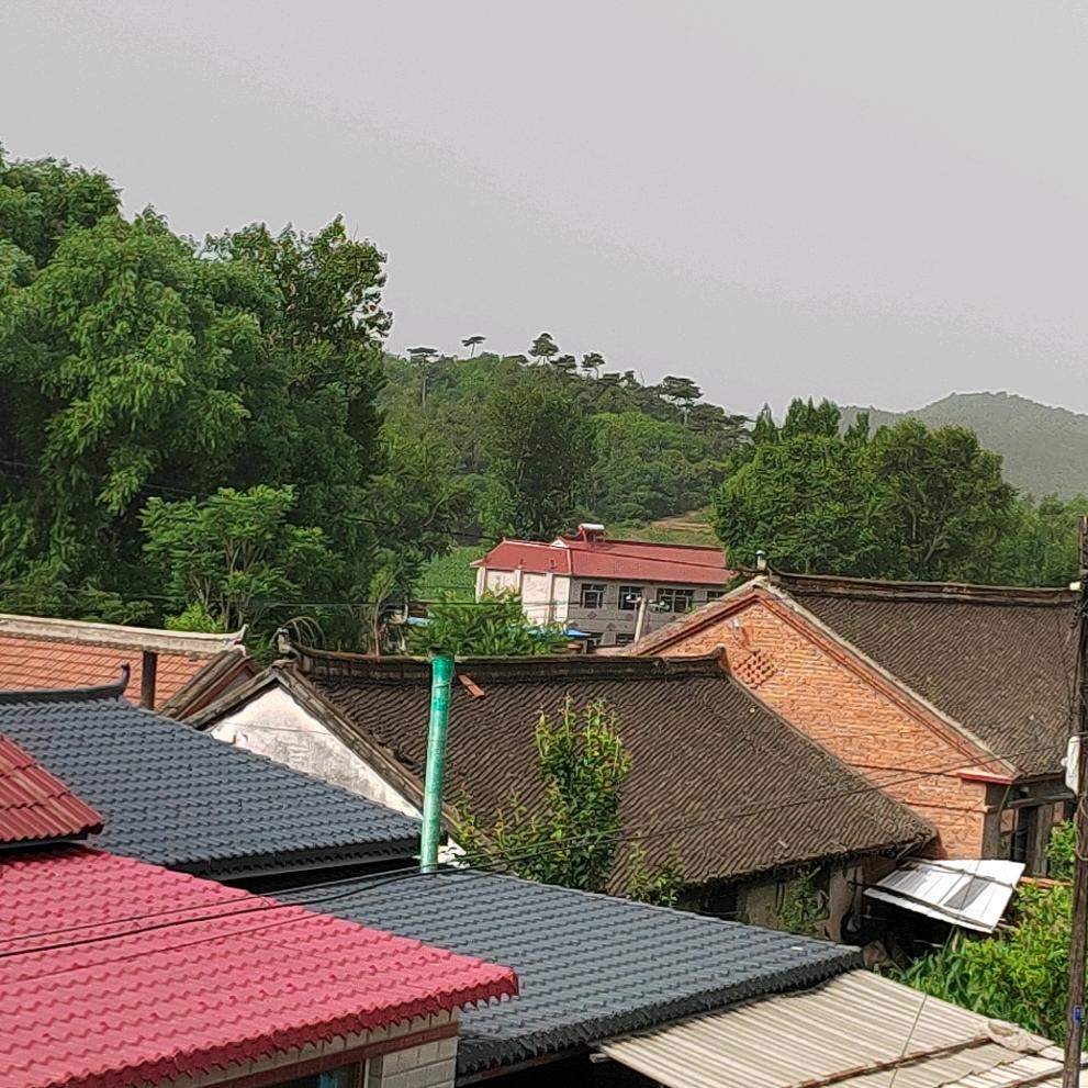 倪四姐
