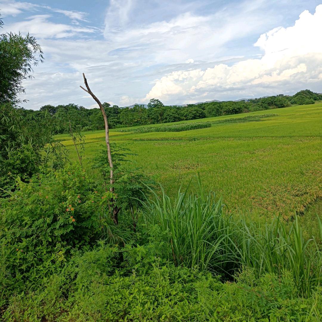 歌书情缘。相约有缘人。