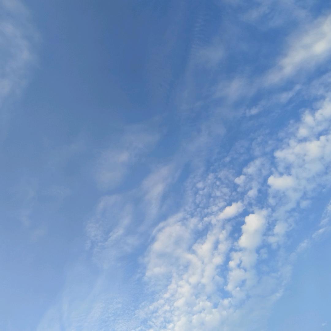 瓜子仁