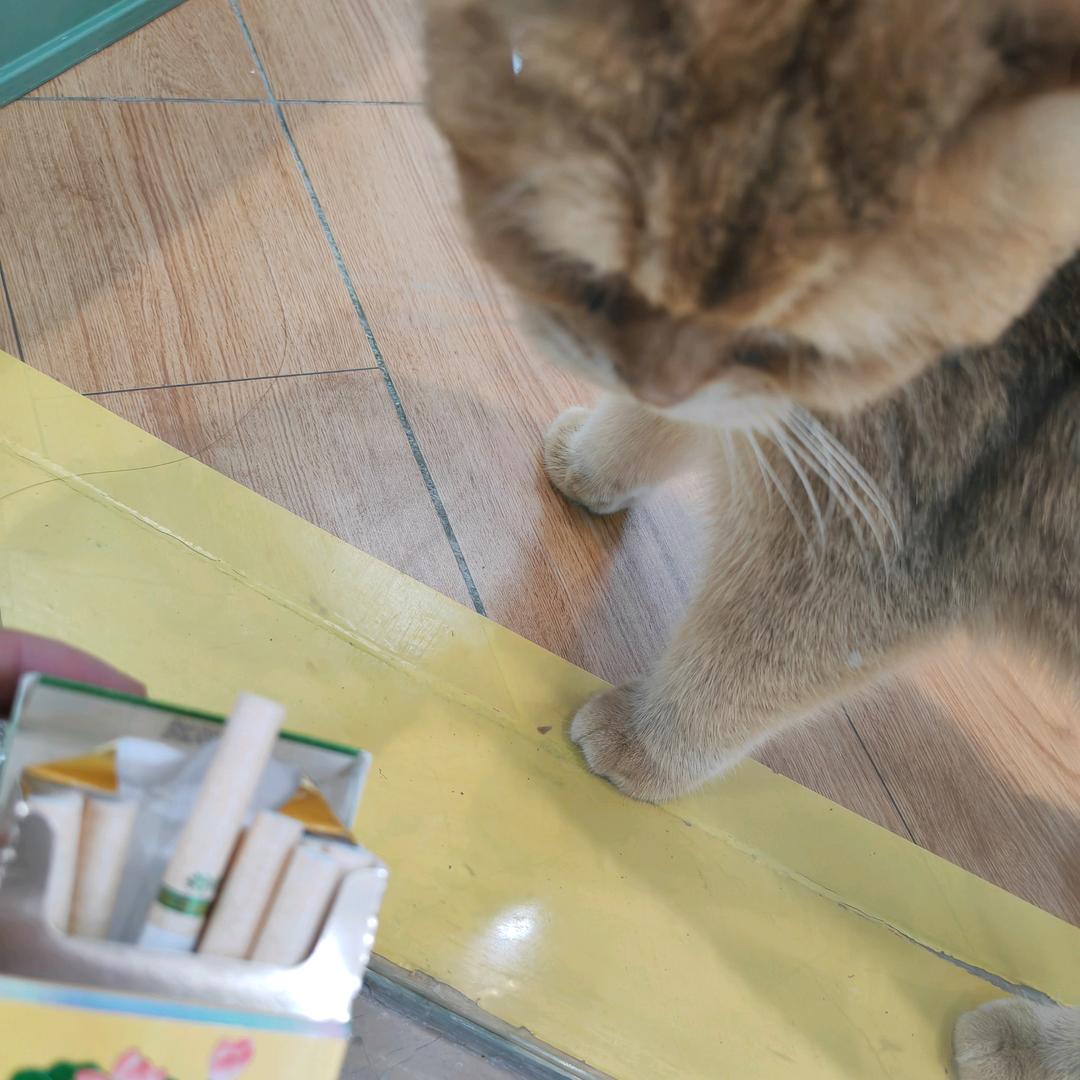 小猫你要抽荷花因为他劲大