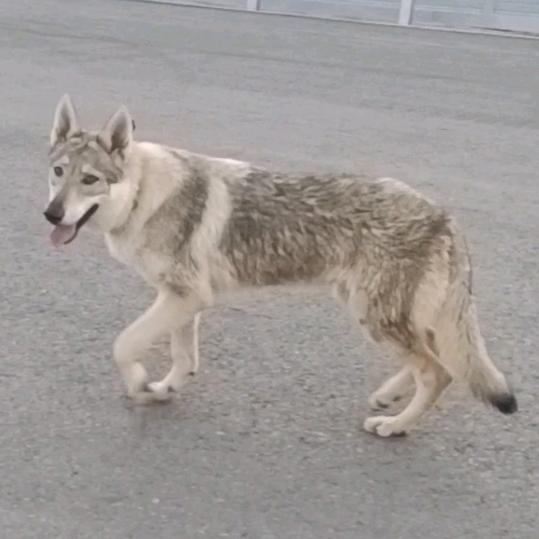 养狼放羊 之 捷克狼 波尔山羊