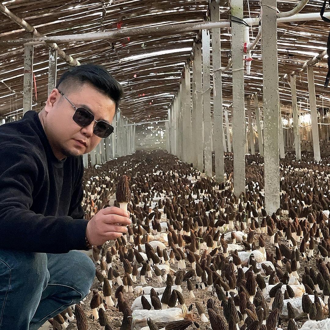 唐龙羊肚菌产业链