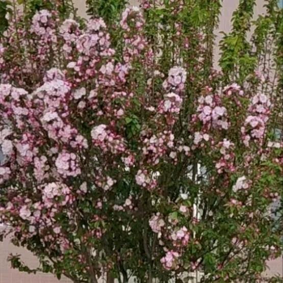 芬芳馥郁芬芳